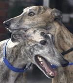 Click Here to Learn More About Golden State Greyhound Adoption