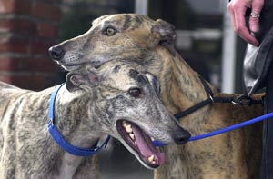 greyhound picture and photo