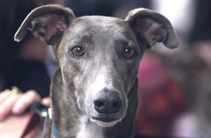 greyhound shelter near me