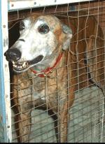 Greyhounds in Vietnam